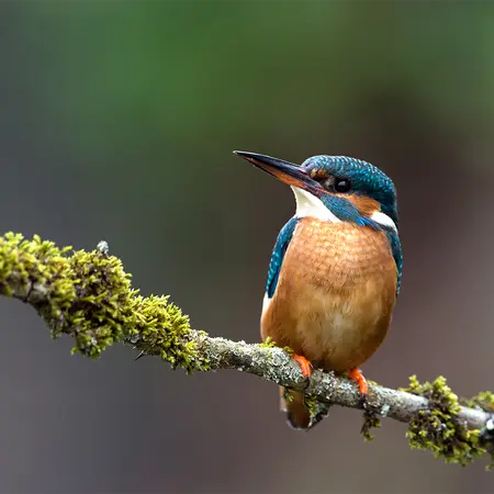 Alexsar Art Tuinschilderij ijsvogel 50x50cm - afbeelding 1