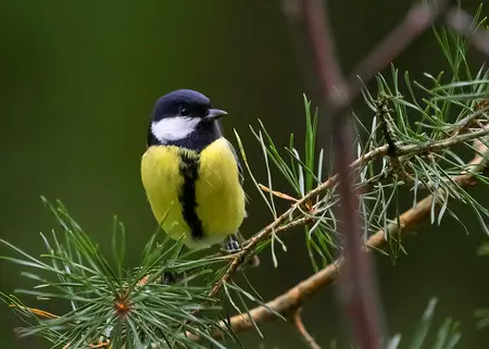 Alexsar Art Tuinschilderij koolmees 70x50cm - afbeelding 1