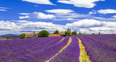 Alexsar Art Tuinschilderij lavendelvelden 130x70cm