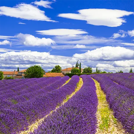 Alexsar Art Tuinschilderij lavendelvelden 50x50cm - afbeelding 1