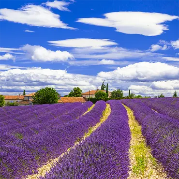 Alexsar Art Tuinschilderij lavendelvelden 50x50cm - afbeelding 1