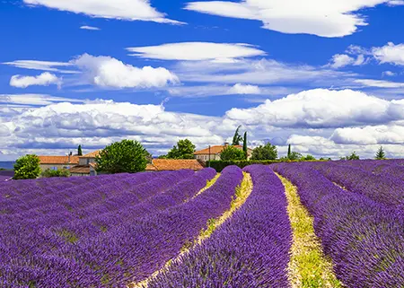 Alexsar Art Tuinschilderij lavendelvelden 70x50cm