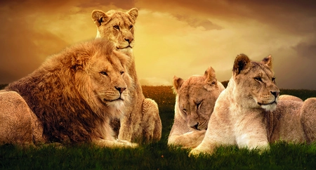 Alexsar Art Tuinschilderij leeuwenfamilie 130x70cm
