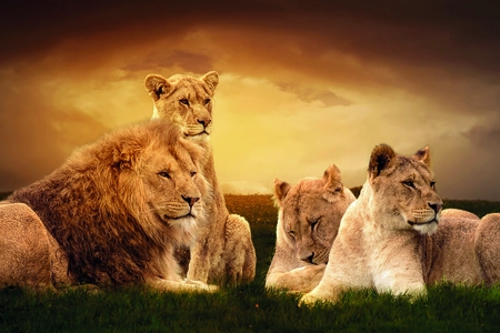 Alexsar Art Tuinschilderij leeuwenfamilie 70x50cm - afbeelding 1