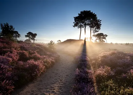 Alexsar Art Tuinschilderij ochtend glorie 70x50cm - afbeelding 1