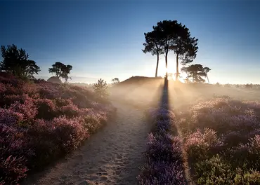 Alexsar Art Tuinschilderij ochtend glorie 70x50cm - afbeelding 1