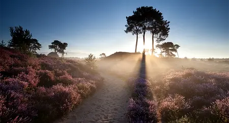 Alexsar Art Tuinschilderij ochtendglorie 130x70cm - afbeelding 1