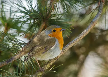 Alexsar Art Tuinschilderij robbi 70x50cm - afbeelding 1