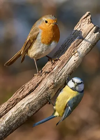 Alexsar Art Tuinschilderij robbi & kool 70x50cm - afbeelding 1