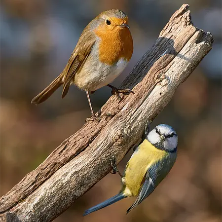 Alexsar Art Tuinschilderij robbi & kool 50x50cm - afbeelding 1