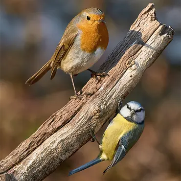 Alexsar Art Tuinschilderij robbi & kool