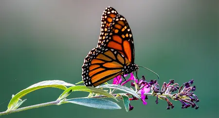 Alexsar Art Tuinschilderij rode vlinder 130x70cm