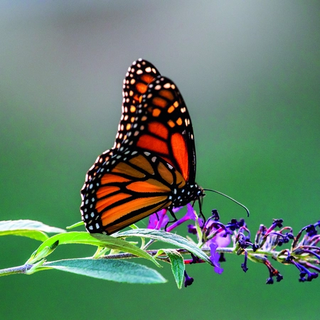 Alexsar Art Tuinschilderij rode vlinder 70x70cm - afbeelding 1