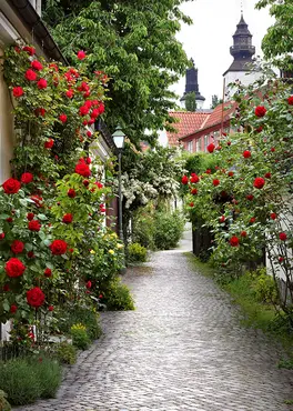 Alexsar Art Tuinschilderij rozenpad 70x50cm - afbeelding 1