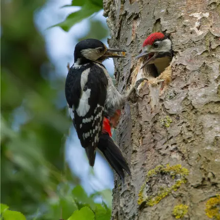 Alexsar Art Tuinschilderij spechten 50x50cm - afbeelding 1
