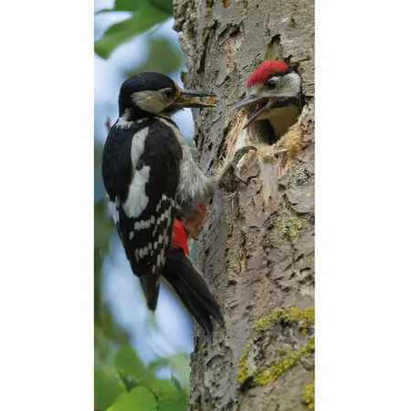 Alexsar Art Tuinschilderij spechten 130x70cm