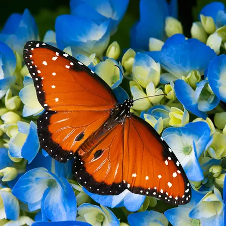 Alexsar Art Tuinschilderij vlinder 70x70cm - afbeelding 1