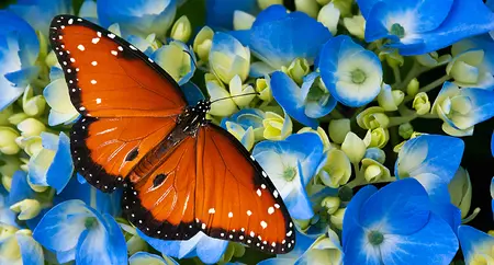 Alexsar Art Tuinschilderij vlinder 70x50cm - afbeelding 1