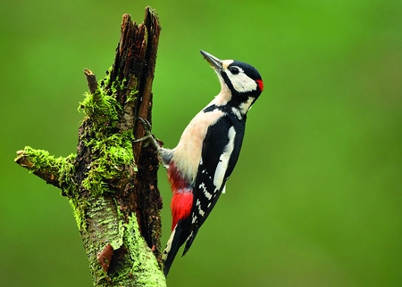 Alexsar Art Tuinschilderij woodpecker 70x50cm