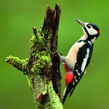 Alexsar Art Tuinschilderij woodpecker 70x70cm - afbeelding 1