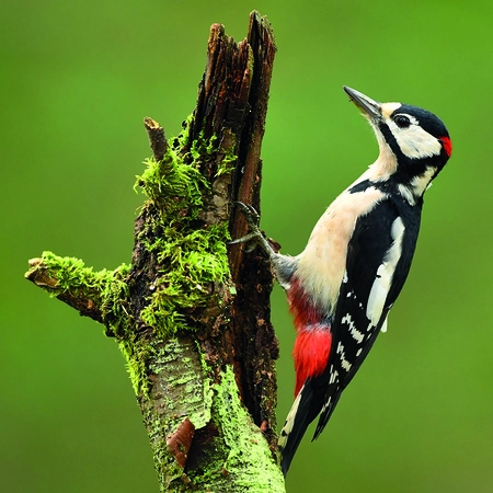 Alexsar Art Tuinschilderij woodpecker 50x50cm - afbeelding 1