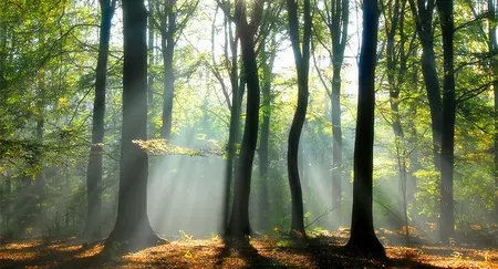 Alexsar Art Tuinschilderij zonnestraal 130x70cm