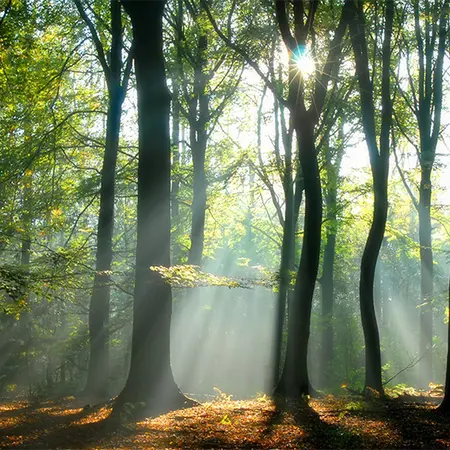 Alexsar Art Tuinschilderij zonnestraal 50x50cm - afbeelding 1