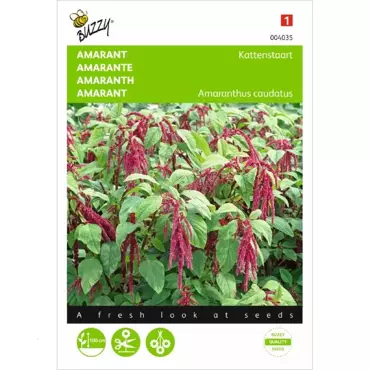 Amaranthus, Kattenstaart rood