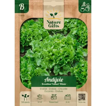 Andijvie escariol groen 300st - afbeelding 1