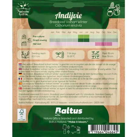 Andijvie escariol groen 300st - afbeelding 2