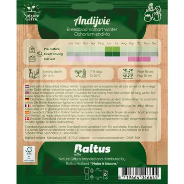 Andijvie escariol groen 300st - afbeelding 2