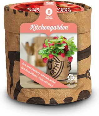 Baza Aardbei tuinkeukentje extra zoete Aardbei (Fragaria)