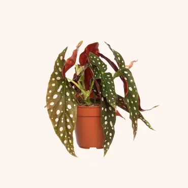 Bijzondere kamerplanten