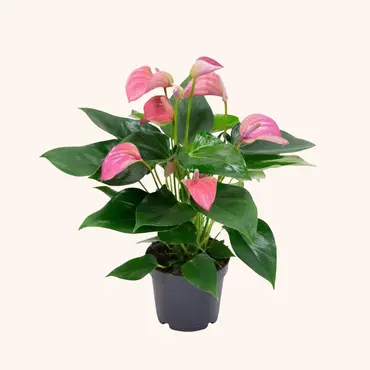 Bloeiende kamerplanten