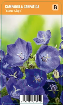 V.I.P.S. Campanula carpatica ''Blaue Clips'' – Karpatenklokje (P9)