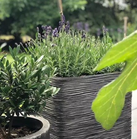 Pot vierkant Rib NL 50x5cm Antraciet