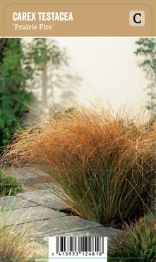 Carex testacea Prairie Fire P9