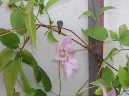 Clematisklemmen kunststof groen 12 stuks - afbeelding 2