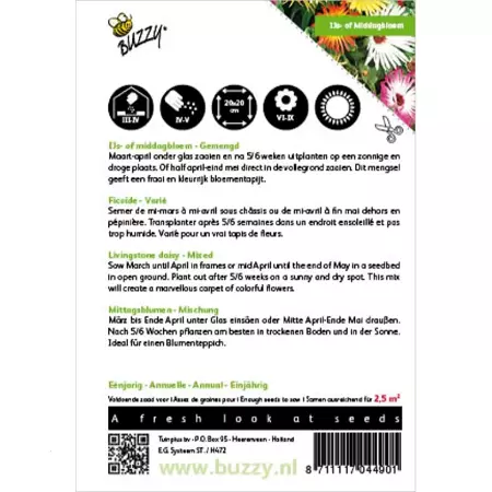 Dorotheanthus, IJsbloem kleurenmengsel - afbeelding 2