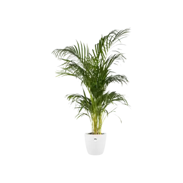 Elho pot brussels rond d14cm wit - afbeelding 3