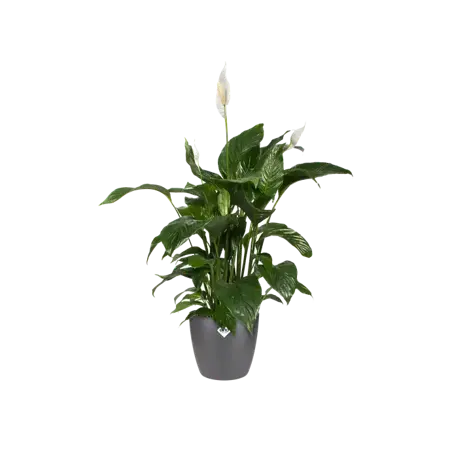 Elho pot brussels rond d20cm antraciet - afbeelding 4