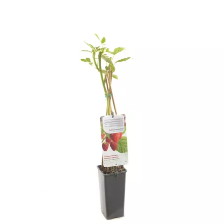 Framboos Rubus idaeus Glen Ample - Rode zomerframboos