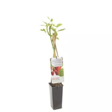 Framboos Rubus idaeus Glen Ample - Rode zomerframboos