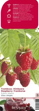Framboos Rubus idaeus Glen Ample
