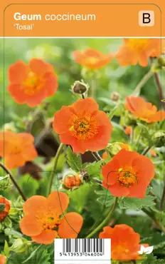 V.I.P.S. Geum coccineum ''Tosai'' - nagelkruid P9