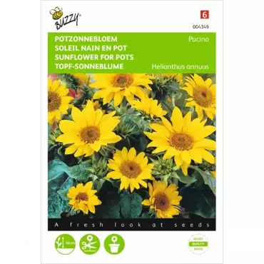 Helianthus, lage Potzonnebloem Pacino