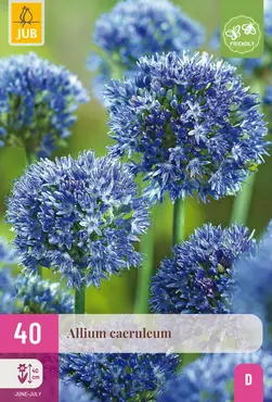 Jub Allium caeruleum 40st