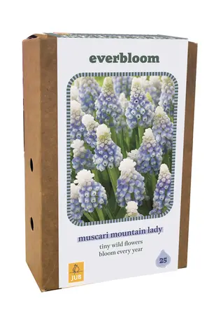 Jub Doos muscari armeniacum 25st