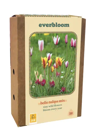 Jub Doos tulipa belle tulipa mix 20st