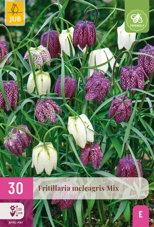 Jub Fritillaria meleagris mix 30st